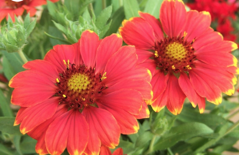 Gaillardia Grandiflora Mesa red
