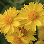 Gaillardia Grandiflora Mesa Yellow v.9