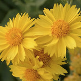 Gaillardia Grandiflora Mesa Yellow v.9