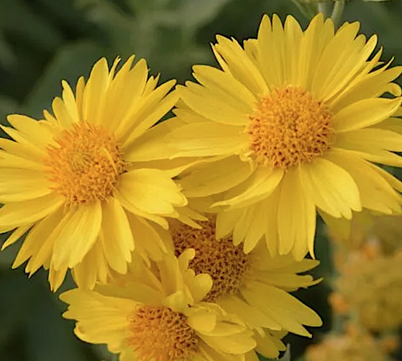 Gaillardia Grandiflora Mesa Yellow v.9