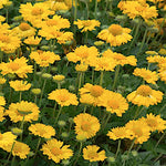 Gaillardia Grandiflora Mesa Yellow v.9