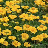 Gaillardia Grandiflora Mesa Yellow v.9