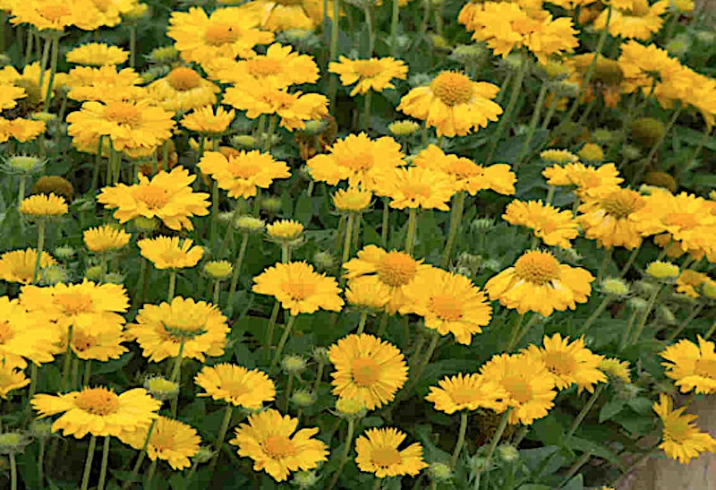 Gaillardia Grandiflora Mesa Yellow v.9