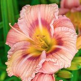 Hemerocallis 'Every Daylily Rose' ® v.9 Molto rifiorente