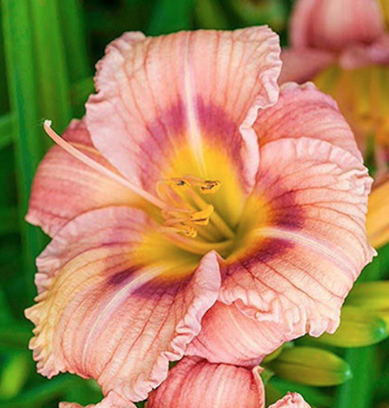 Hemerocallis 'Every Daylily Rose' ® v.9 Molto rifiorente
