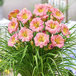 Hemerocallis 'Every Daylily Rose' ® v.9 Molto rifiorente