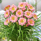 Hemerocallis 'Every Daylily Rose' ® v.9 Molto rifiorente