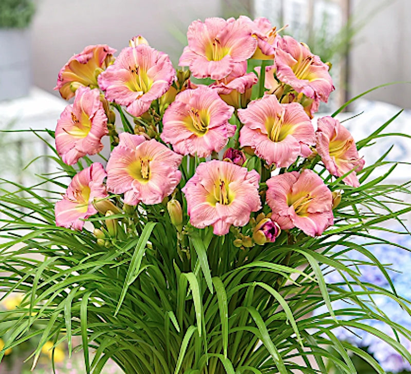 Hemerocallis 'Every Daylily Rose' ® v.9 Molto rifiorente
