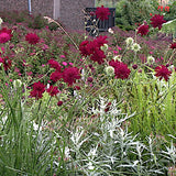 Knautia macedonica 'Red Knight'
