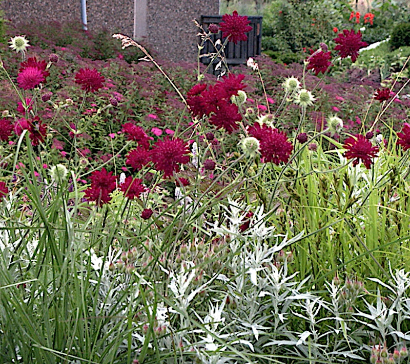 Knautia macedonica 'Red Knight'