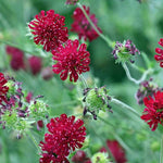 Knautia macedonica 'Red Knight'
