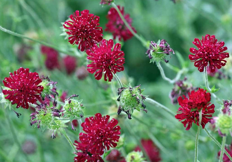 Knautia macedonica 'Red Knight'