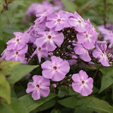 Phlox paniculata Blue Boy v. 9
