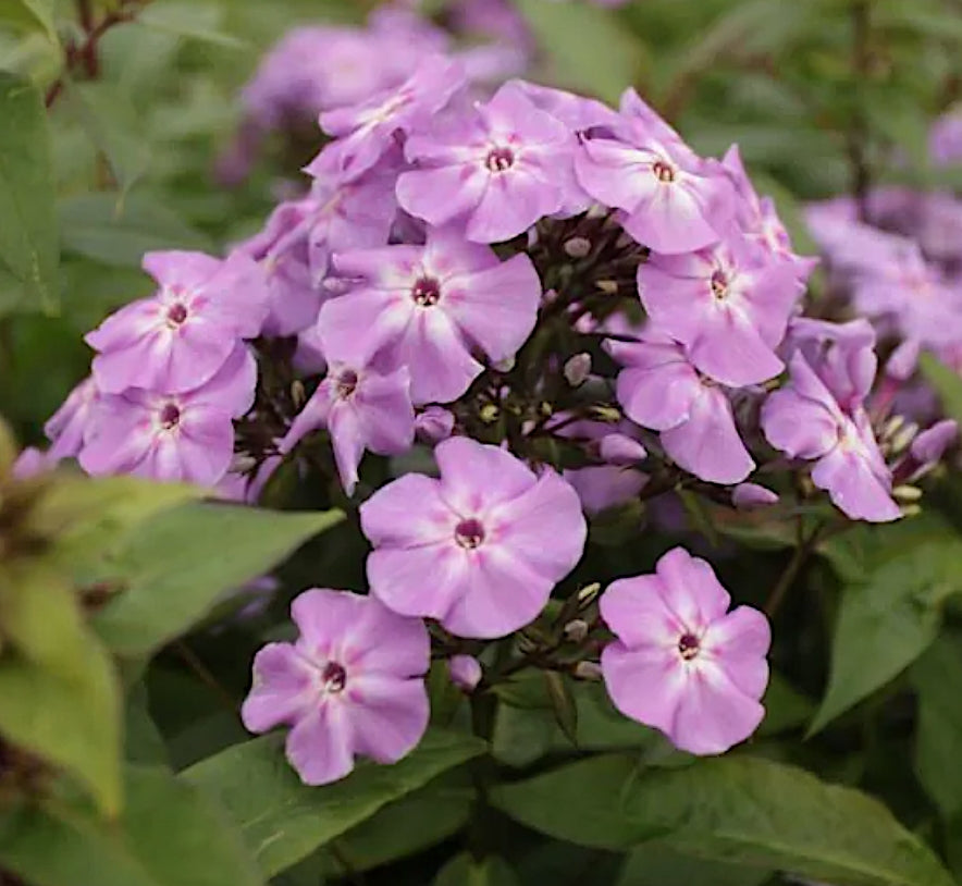 Phlox paniculata Blue Boy v. 9