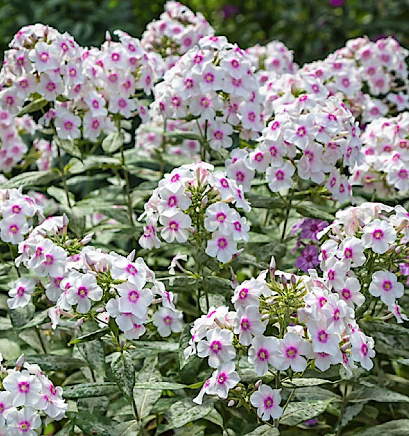 Phlox paniculata Europa v.9