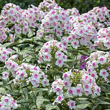 Phlox paniculata Europa v.9