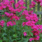 Phlox Paniculata 'Kirchenfürst'