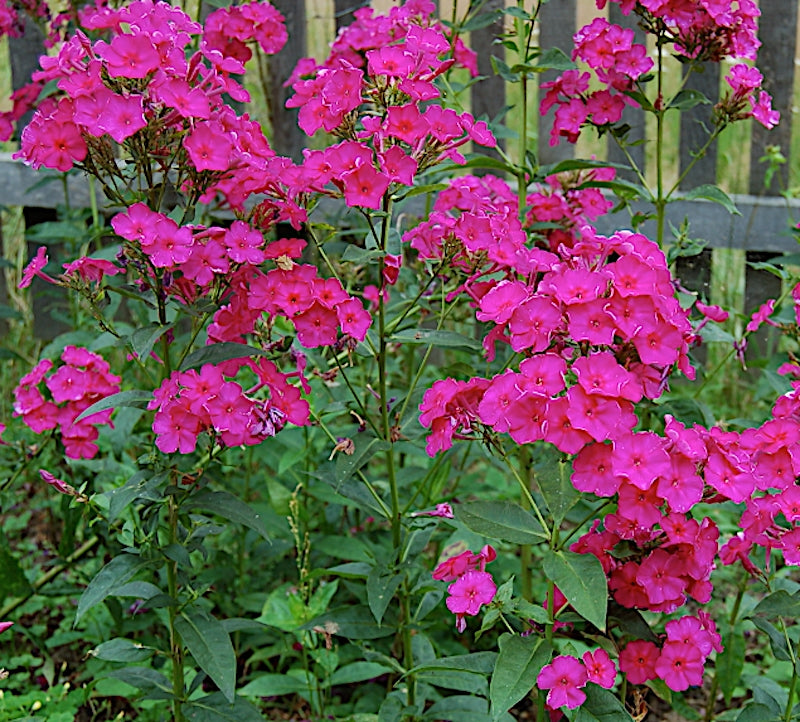 Phlox Paniculata 'Kirchenfürst'