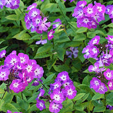 Phlox Paniculata 'Uspech'