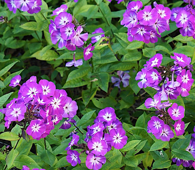 Phlox Paniculata 'Uspech'