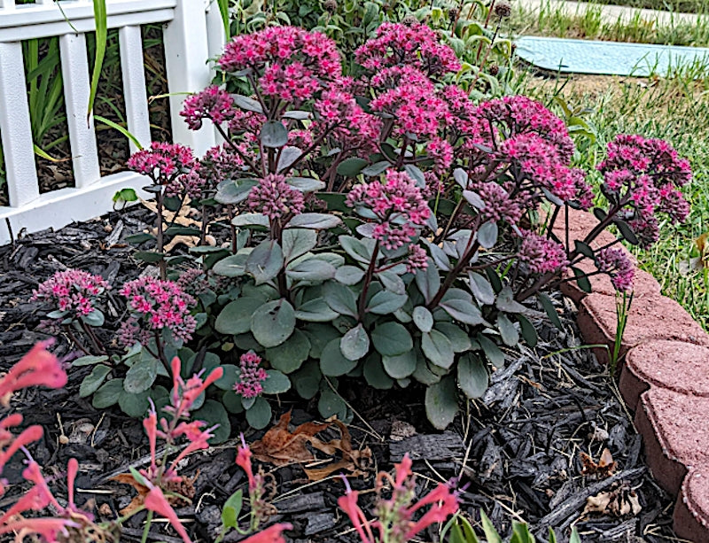 Sedum 'Thunderhead' purpurea ®