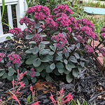 Sedum 'Thunderhead' purpurea ®