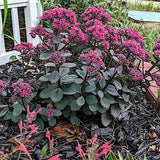 Sedum 'Thunderhead' purpurea ®