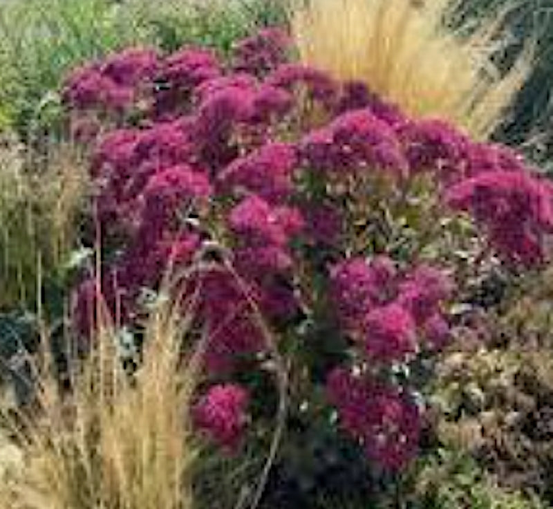 Sedum 'Thunderhead' purpurea ®