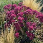 Sedum 'Thunderhead' purpurea ®