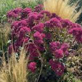 Sedum 'Thunderhead' purpurea ®