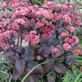 Sedum 'Xenox' ®