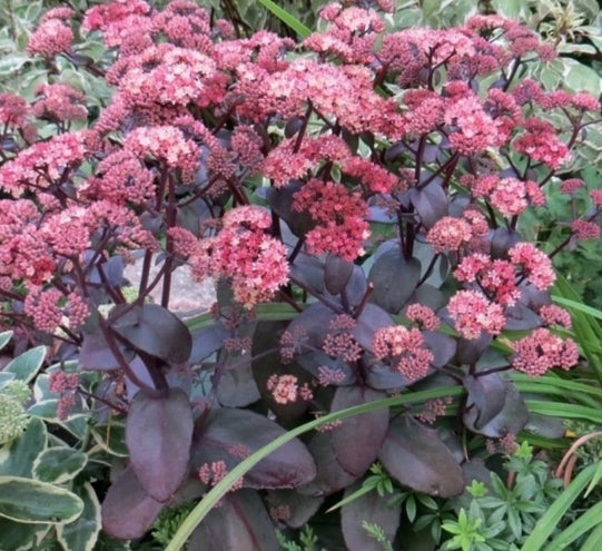 Sedum 'Xenox' ®
