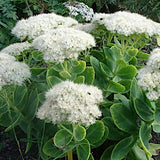 Sedum spectabile Iceberg v.9