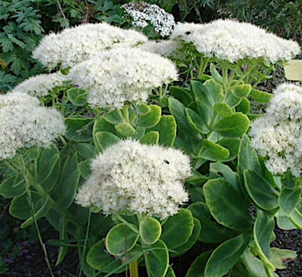 Sedum spectabile Iceberg v.9