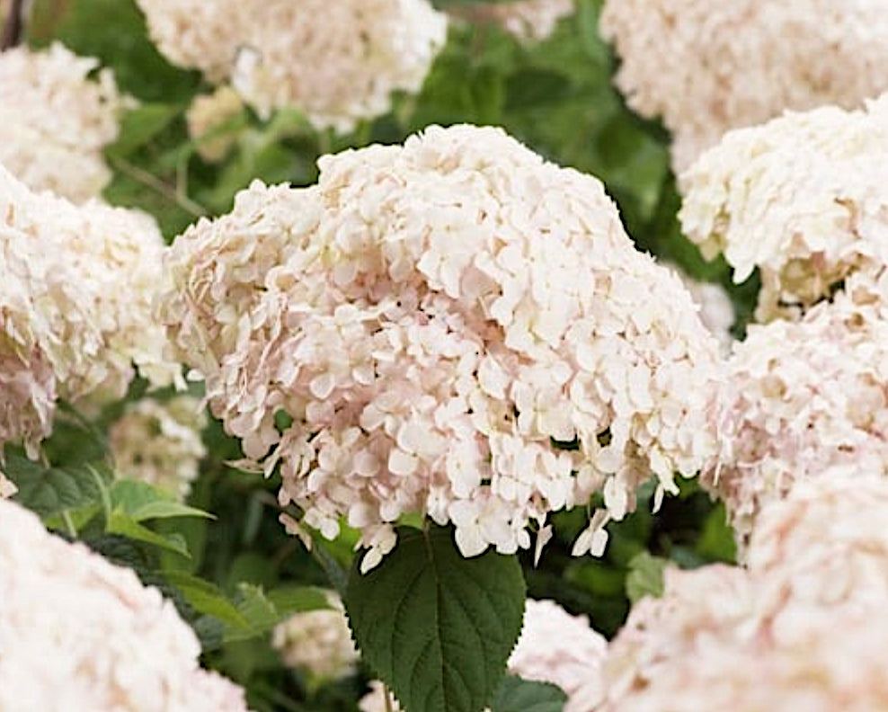 Hydrangea Arborescens Candybelle Marshmallow  v. 19 PW