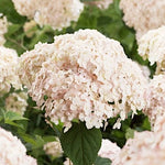 Hydrangea Arborescens Candybelle Marshmallow  v. 19 PW