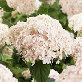 Hydrangea Arborescens Candybelle Marshmallow  v. 19 PW