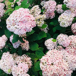 Hydrangea Arborescens Candybelle Marshmallow  v. 19 PW