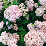 Hydrangea Arborescens Candybelle Marshmallow  v. 19 PW