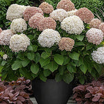 Hydrangea Arborescens Candybelle Marshmallow  v. 19 PW