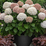 Hydrangea Arborescens Candybelle Marshmallow  v. 19 PW