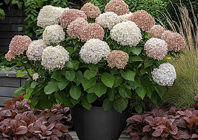Hydrangea Arborescens Candybelle Marshmallow  v. 19 PW
