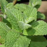 Mentha hyb. apple mint v.9