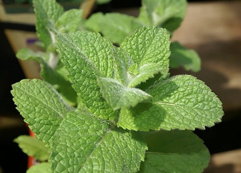 Mentha hyb. apple mint v.9