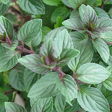 Mentha Hyb. Chocolate Pepper