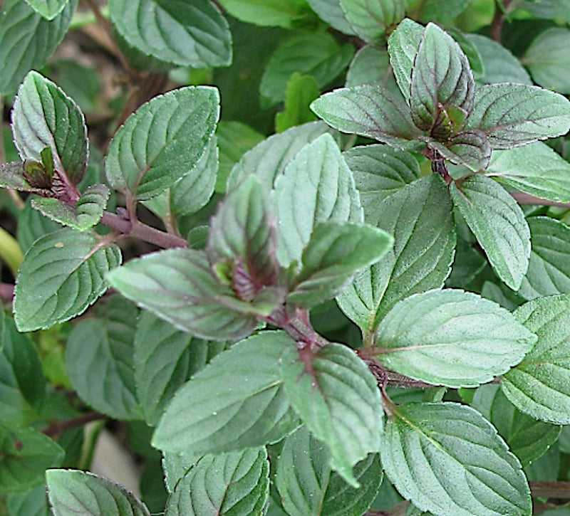 Mentha Hyb. Chocolate Pepper