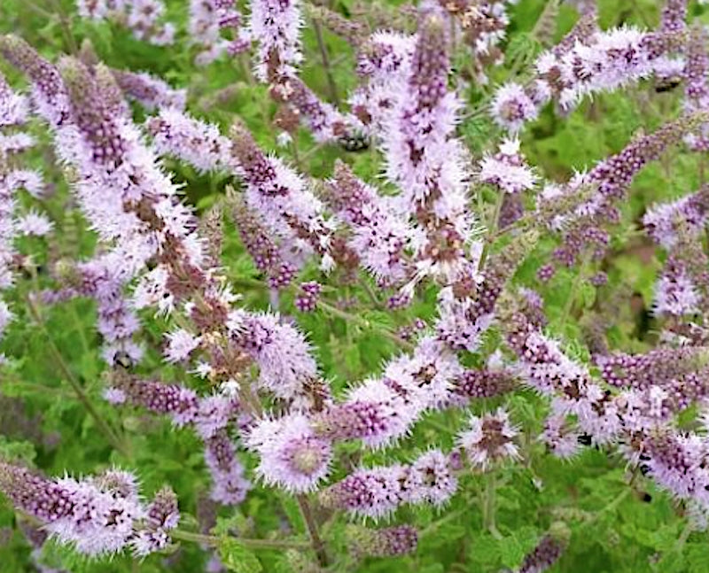 Mentha Erdbeerminze