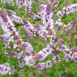 Mentha Erdbeerminze
