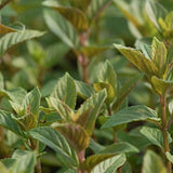 Mentha Piperita After Eight