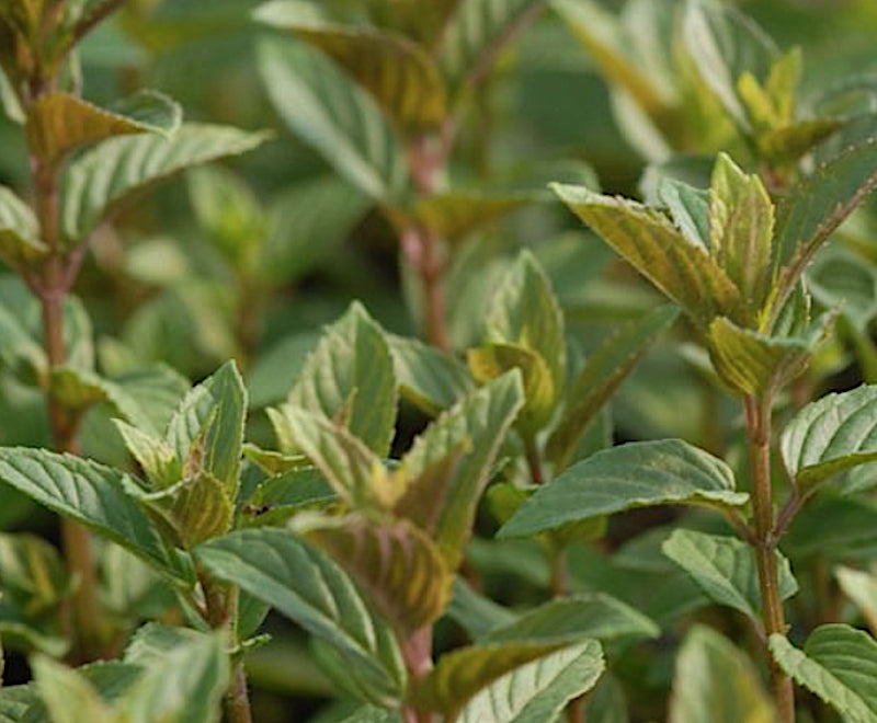 Mentha Piperita After Eight